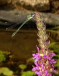 K1600_Lestes barbarus 2.JPG K1600_Lestes barbarus 2.JPG
