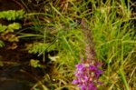 K1600_Lestes barbarus.JPG K1600_Lestes barbarus.JPG