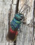 11 Chrysis fulgida blaugrünrote Goldwespe.jpg 11 Chrysis fulgida blaugrünrote Goldwespe.jpg