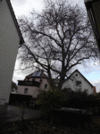 Gartenteich 25.11.2018 004.gif