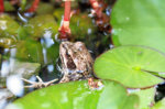 _MG_7536.JPG