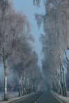 Birken_Allee_birch trees_alley_frozen_700.JPG