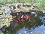 12.08.2018 Teich.jpg 12.08.2018 Teich.jpg