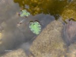 Kopie von Teich_0508 017.jpg