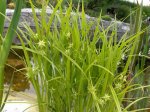 Kopie von Teich_0508 018.jpg