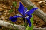 DSC05137_Iris-Ensata.JPG