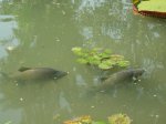 Fische im botanischen Garten Rio.jpg Fische im botanischen Garten Rio.jpg