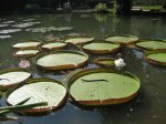 Riesenseerose botanischer Garten Rio.jpg Riesenseerose botanischer Garten Rio.jpg