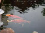 Koi Orange 2.JPG