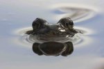 Frosch 2629 copy2.JPG