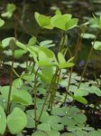 Marsilea quadrifolia.JPG