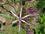 Allium christophii Detail.jpg