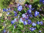 Anchusa azurea.jpg