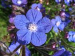 Anchusa azurea Detail.jpg