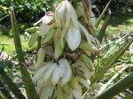 Yucca baccata01.jpg