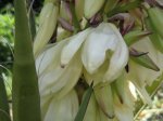 Yucca baccata02.jpg