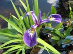 Iris versicolor.jpg