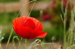 DSC05184_Klatschmohn.JPG