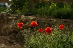 DSC05233_Klatschmohn.JPG