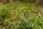 DSC05234_Klatschmohn.JPG