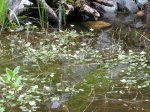 Unterwasserpflanzen3.JPG Unterwasserpflanzen3.JPG