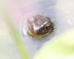 Frosch3.jpg