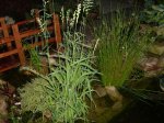 Teich 2 308 Binsen2.jpg