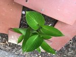 Hostas_4-5-2019_ - 1.jpg