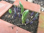 Hostas_4-5-2019_ - 2.jpg