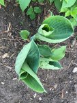 Hostas_4-5-2019_ - 4.jpg