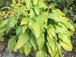 Hostas_4-5-2019_ - 7.jpg