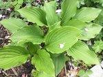 Hostas_4-5-2019_ - 8.jpg