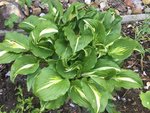 Hostas_4-5-2019_ - 9.jpg