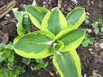 Hostas_4-5-2019_ - 10.jpg