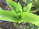 Hostas_4-5-2019_ - 11.jpg