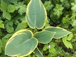 Hostas_4-5-2019_ - 12.jpg