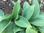 Hostas_4-5-2019_ - 13.jpg