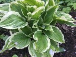 Hostas_4-5-2019_ - 14.jpg