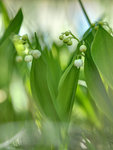 M5102373_4_5_fused_2019-05-10_Mai-Gloeckchen.jpg