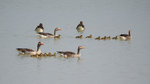 M1050318_2016-04-05_NP-Neusiedlersee_Lange-Lacke_Graugaense_16zu9-3001x1686.JPG