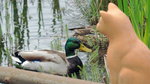 M1221756_2019-05-22_Enten.JPG