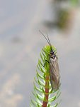 M1161635_2019-05-16_Schlammfliege.JPG