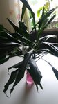 Dracaena1.jpg