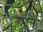 Phoenicurus phoenicurus   16.05 2019 004.gif