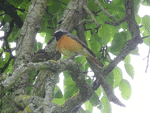 Phoenicurus phoenicurus   16.05 2019 007.gif