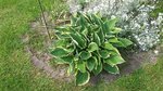 hosta3.jpg