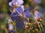 Storchschnabel_blau_Staubgefässe_makro_900.JPG