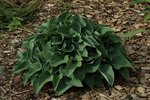 Hosta_dunkelgrün_Beet Einfahrt_700.JPG