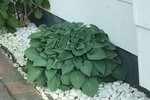 Hosta_dunkelgrün_Hauswand_700.JPG