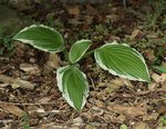 Hosta_grün_weiss_panaschiert_Beet Einfahrt_700.JPG